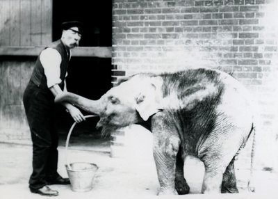 Verzorger Charles Eyles voedt een baby Aziatische olifant met een buis, in de dierentuin van Londen in 1913 door Frederick William Bond